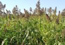 Семена Суданской Травы: всё, что Вам нужно знать