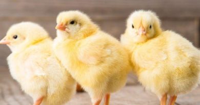 Успешное разведение бройлеров: всестороннее руководство, как выбрать и купить цыплят